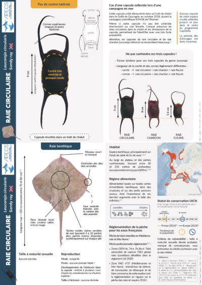 La raie circulaire et sa capsule
