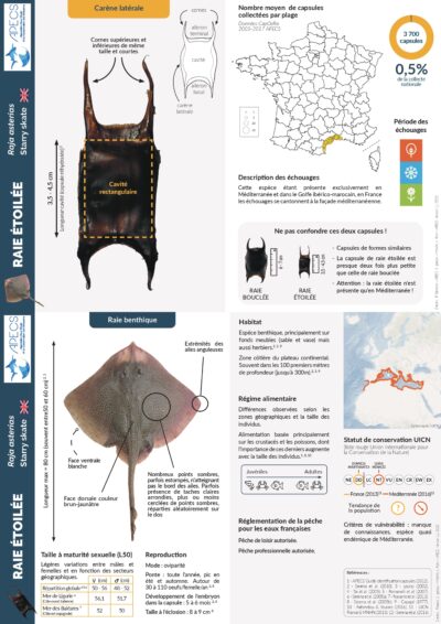 La raie étoilée et sa capsule