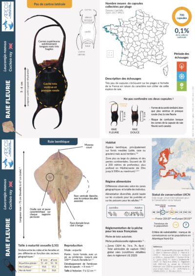 La raie fleurie et sa capsule