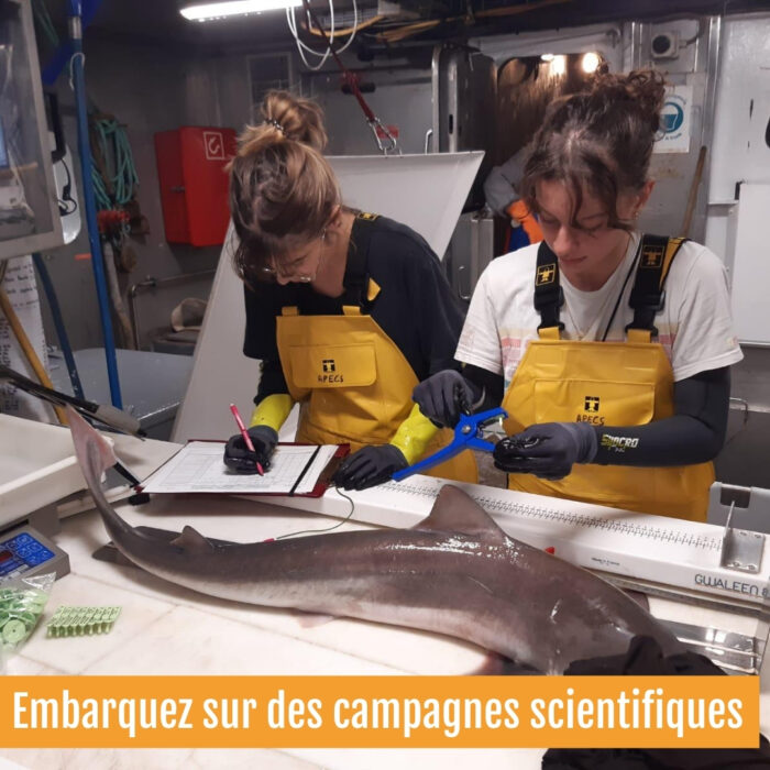 APECS Rejoignez l&rsquo;APECS en 2025