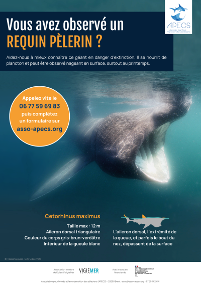 Affiche 2026 « Vous avez observé un requin pèlerin en Atlantique, Manche ou mer du Nord ? »