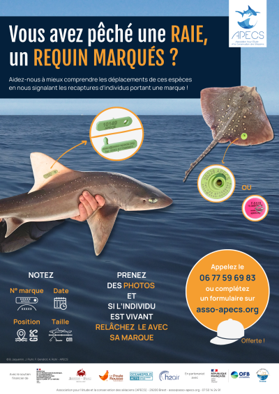 Affiche 2026 « Vous avez observé une raie, un requin marqué ? »