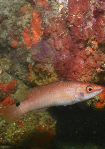 Vidéo d&rsquo;aide à l&rsquo;identification des poissons dans le cadre des inventaires en plongée en rade de Brest