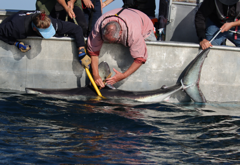 Marquage de requins taupes pour le projet Fishowf+