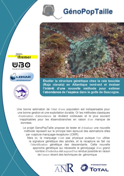 Flyer de présentation du projet GénoPopTaille