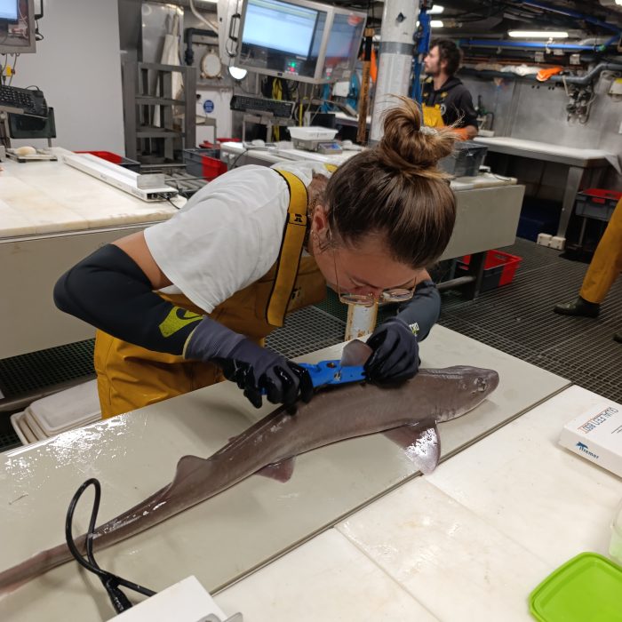 APECS L&rsquo;APECS embarque sur les campagnes scientifiques CGFS et EVHOE de l&rsquo;Ifremer
