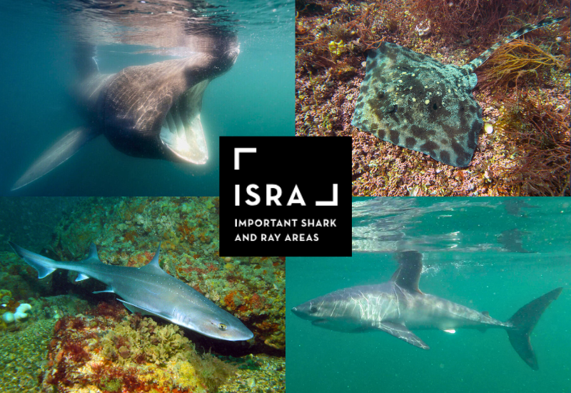 124 zones d’importance pour les requins et les raies dans les eaux atlantiques européennes