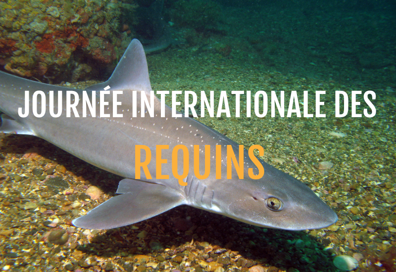 Journée internationale des requins