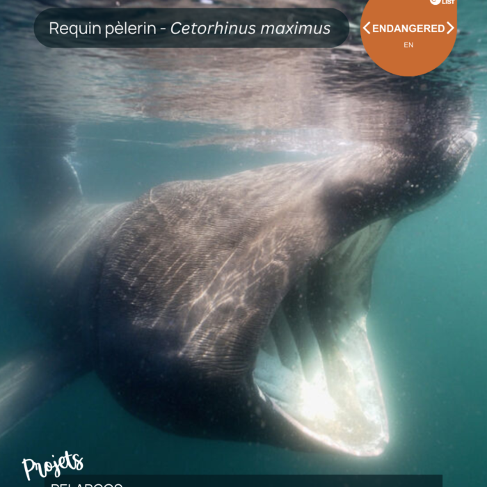 APECS Journée internationale des requins