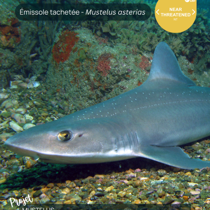 APECS Journée internationale des requins