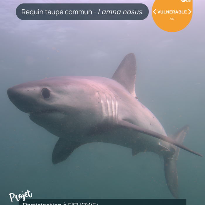APECS Journée internationale des requins