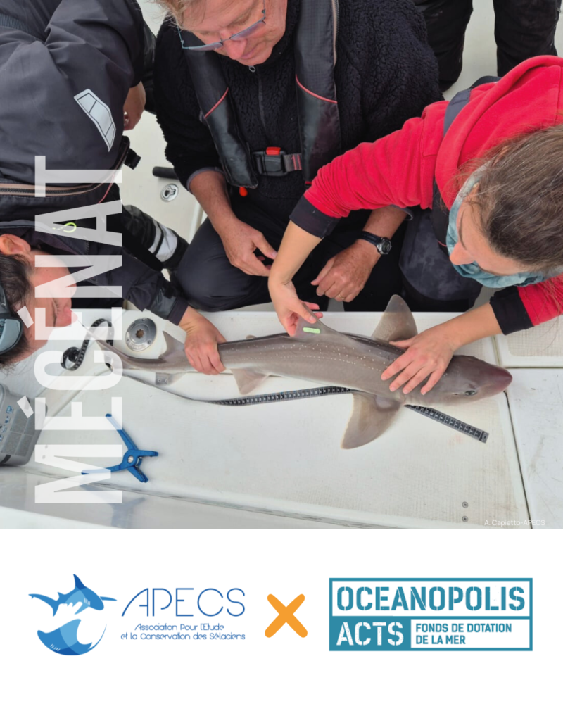 APECS Nos mécènes en 2025