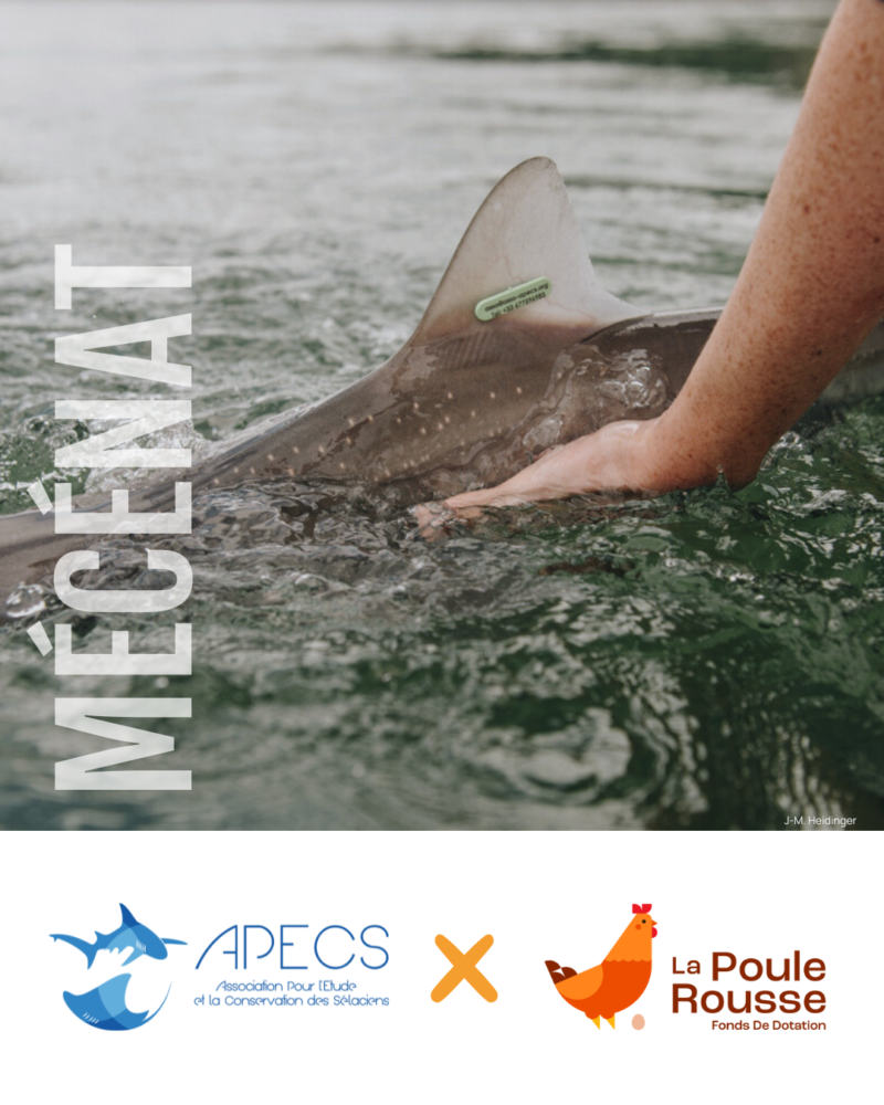 APECS Nos mécènes en 2025