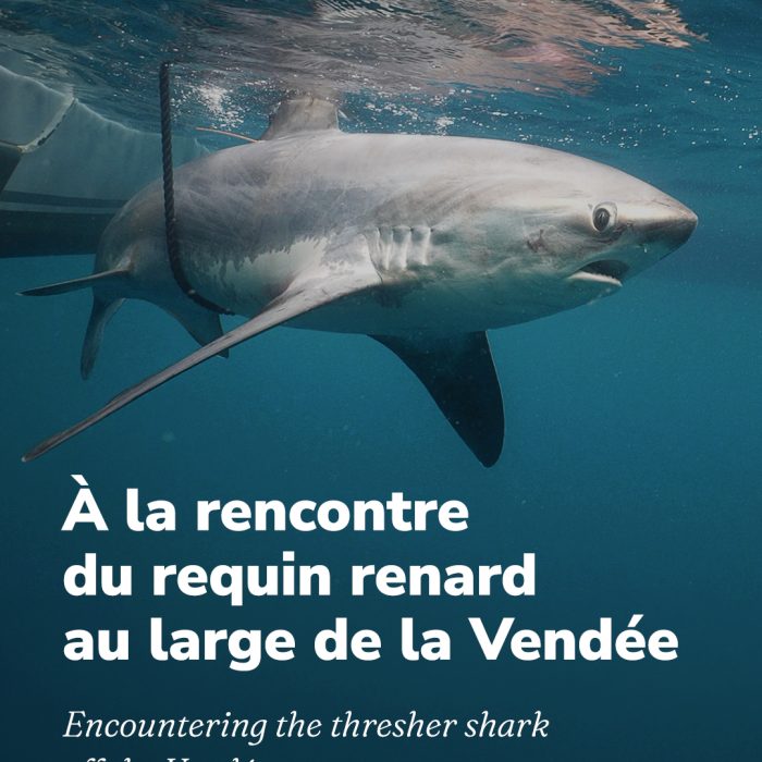 APECS À la rencontre du requin renard au large de la Vendée