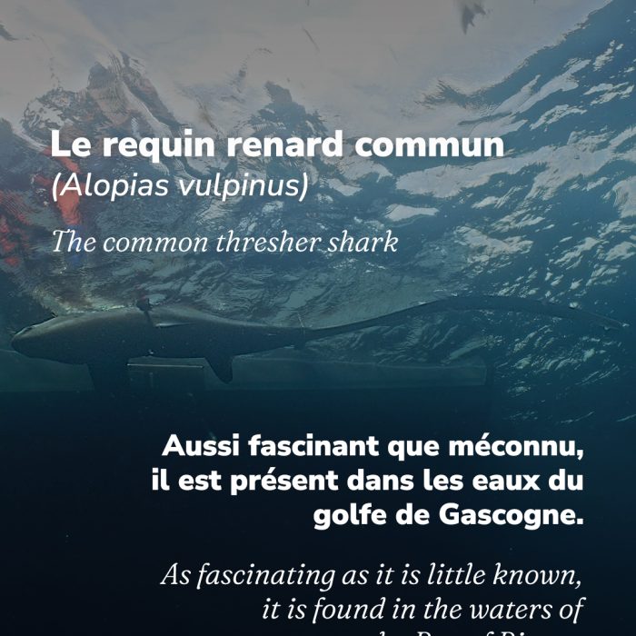 APECS À la rencontre du requin renard au large de la Vendée
