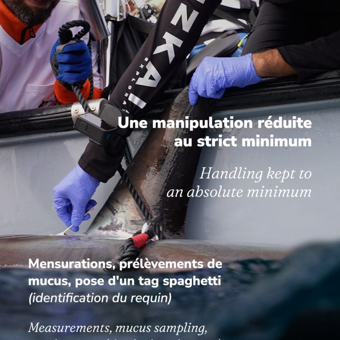APECS À la rencontre du requin renard au large de la Vendée