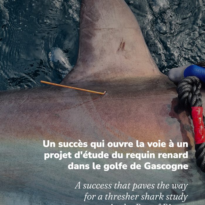 APECS À la rencontre du requin renard au large de la Vendée