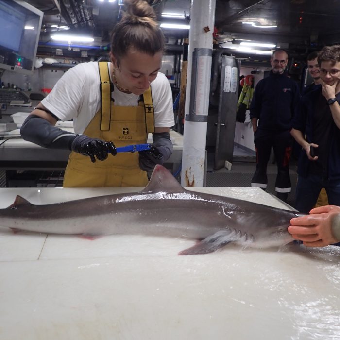 APECS L&rsquo;APECS embarque sur les campagnes scientifiques CGFS et EVHOE de l&rsquo;Ifremer
