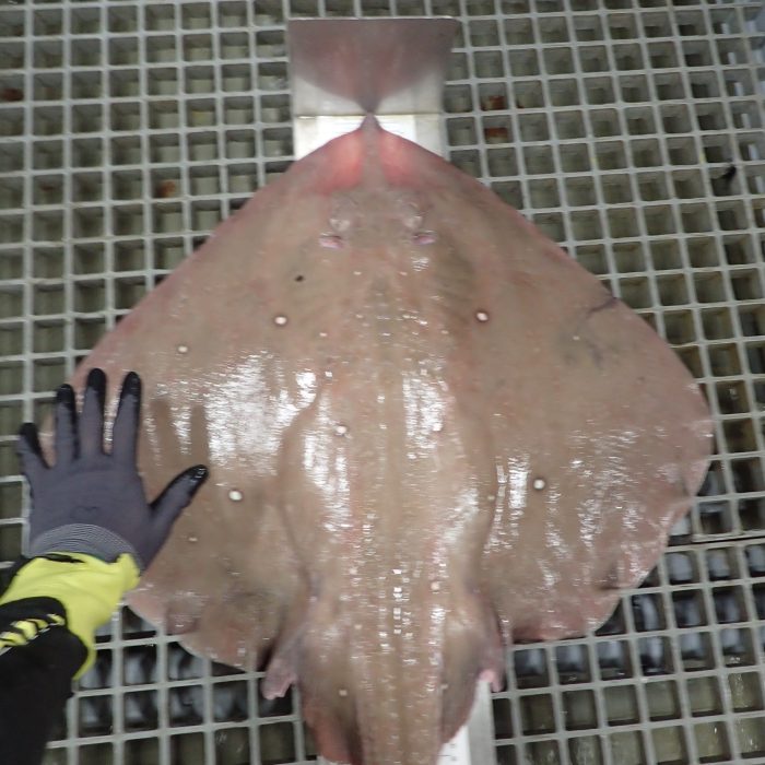 APECS L&rsquo;APECS embarque sur les campagnes scientifiques CGFS et EVHOE de l&rsquo;Ifremer