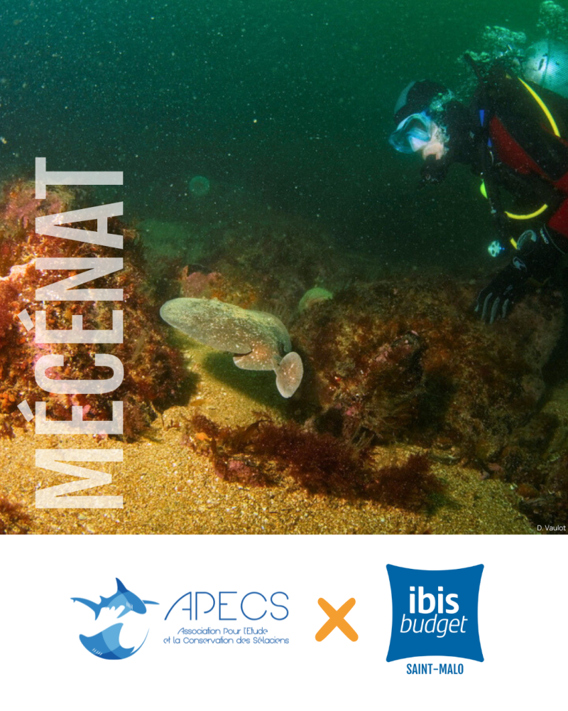 APECS Nos mécènes en 2026