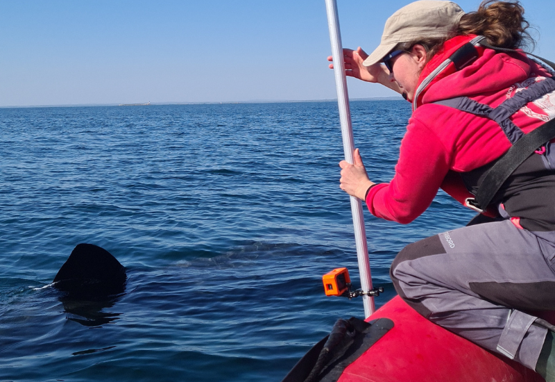 Les requins pèlerins sont là