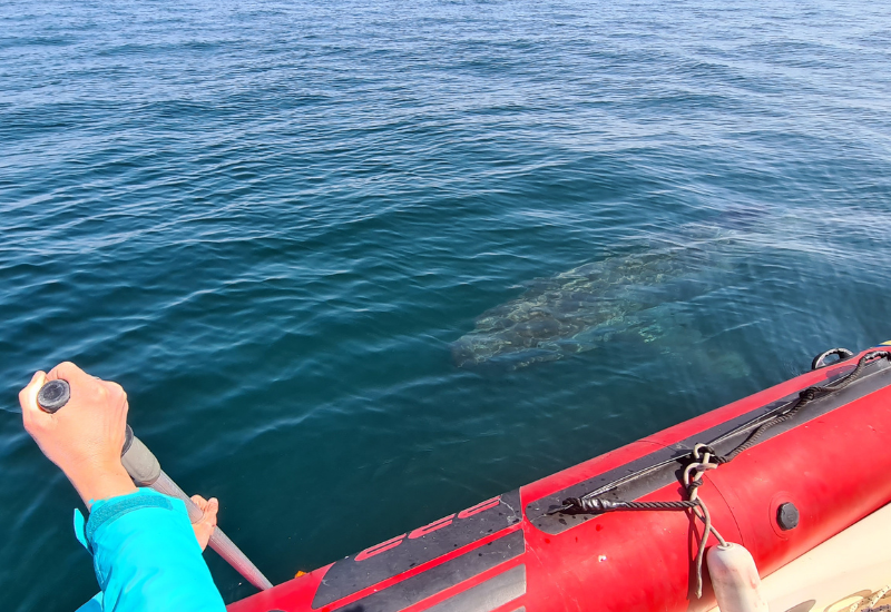 Journée mondiale du requin pèlerin à l’initiative de Basking Shark Scotland