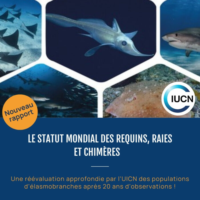 APECS Le statut mondial des requins, raies & chimères