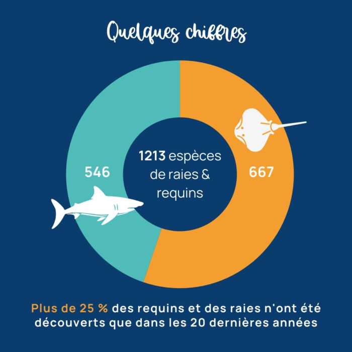 APECS Le statut mondial des requins, raies & chimères