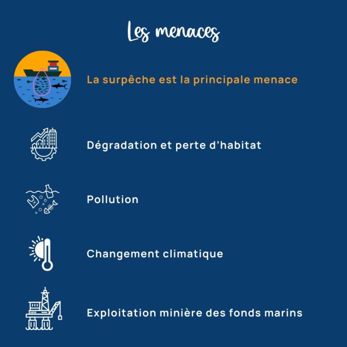 APECS Le statut mondial des requins, raies & chimères