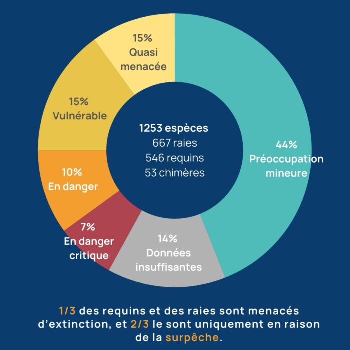 APECS Le statut mondial des requins, raies & chimères