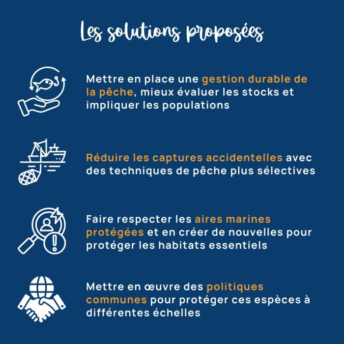 APECS Le statut mondial des requins, raies & chimères