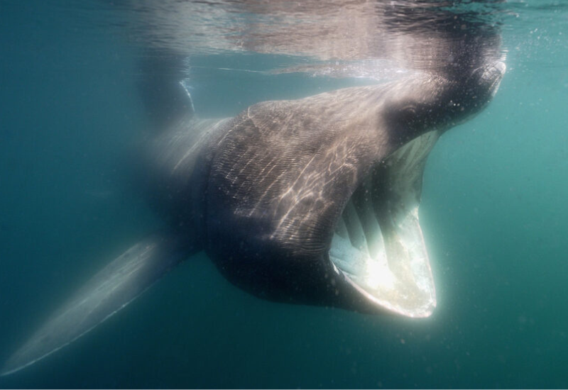 La télémétrie acoustique pour suivre les requins pèlerins