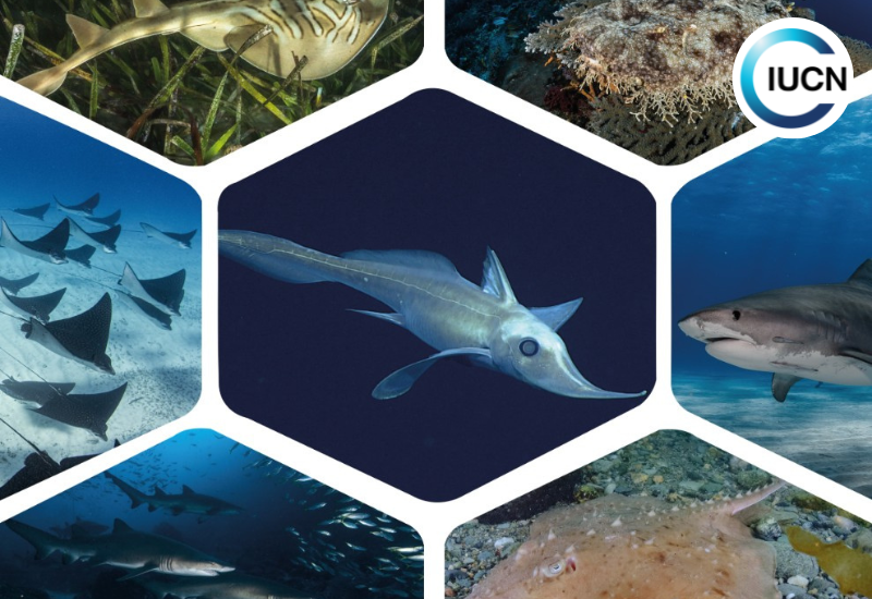 Le statut mondial des requins, raies & chimères