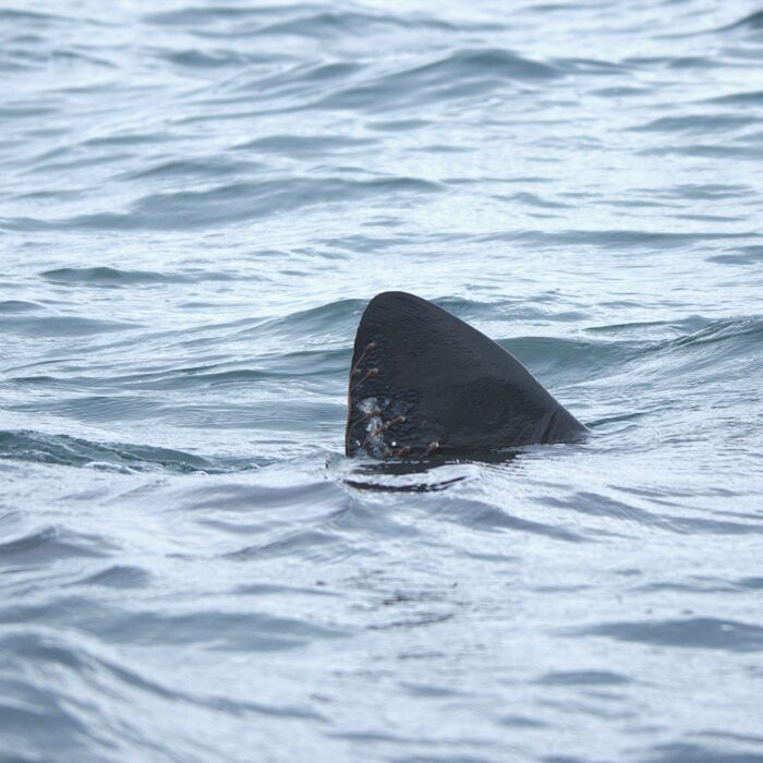APECS Journée mondiale du requin pèlerin à l’initiative de Basking Shark Scotland