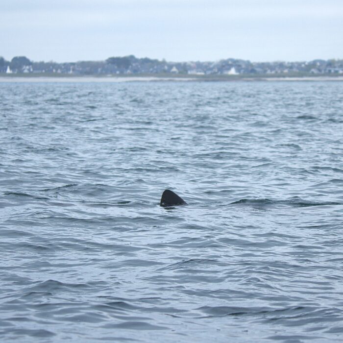 APECS Journée mondiale du requin pèlerin à l’initiative de Basking Shark Scotland