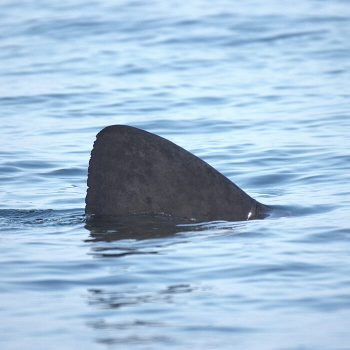APECS Journée mondiale du requin pèlerin à l’initiative de Basking Shark Scotland