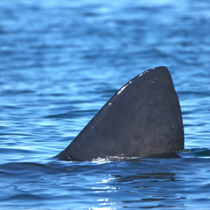 APECS Journée mondiale du requin pèlerin à l’initiative de Basking Shark Scotland