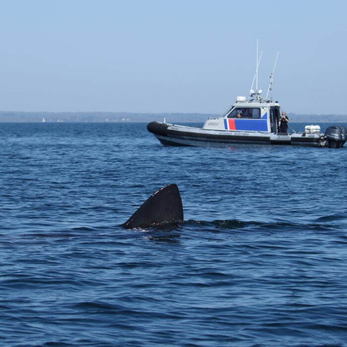 APECS Journée mondiale du requin pèlerin à l’initiative de Basking Shark Scotland