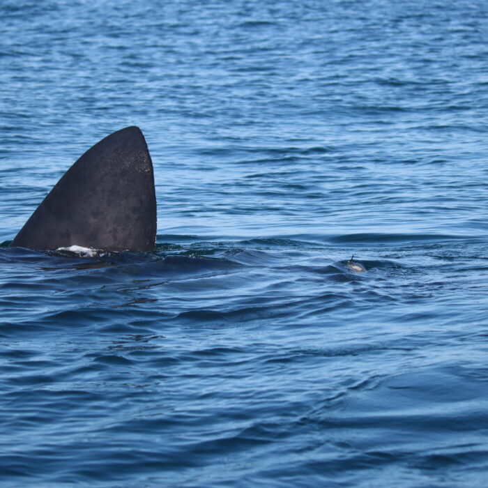 APECS Journée mondiale du requin pèlerin à l’initiative de Basking Shark Scotland