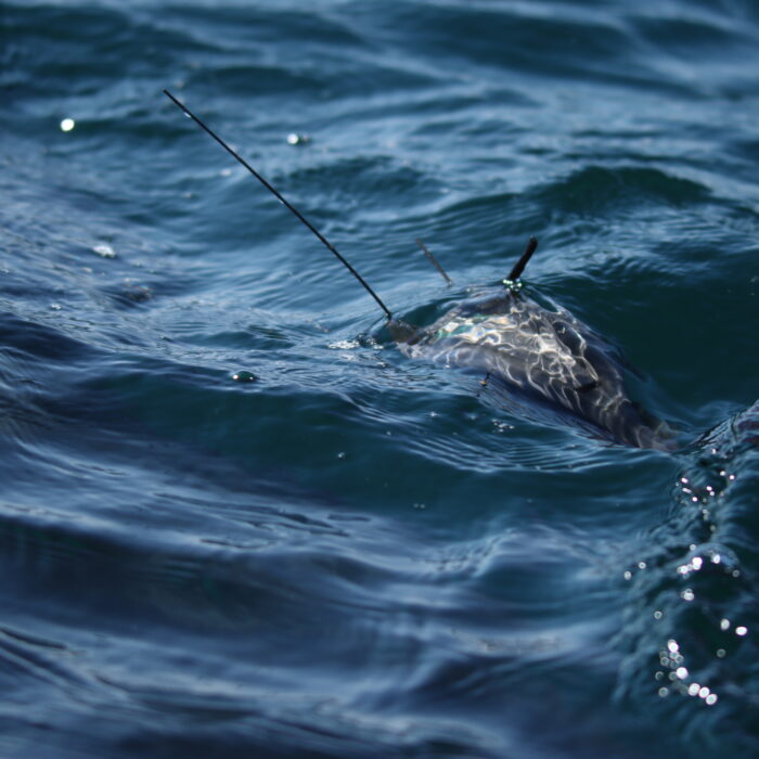 APECS Journée mondiale du requin pèlerin à l’initiative de Basking Shark Scotland