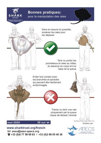 Bonnes pratiques pour la manipulation des raies