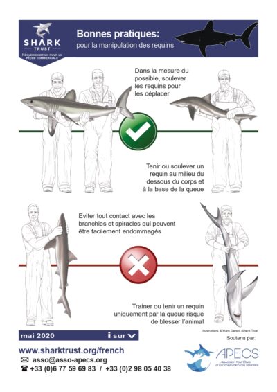 Bonnes pratiques pour la manipulation des requins