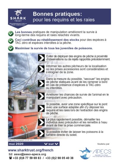 Avantages des bonnes pratiques pour la manipulation des requins et des raies