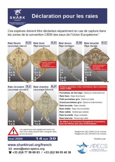Obligations de déclaration pour les raies
