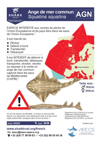 Réglementation ange de mer commun (<em>Squatina squatina</em>)