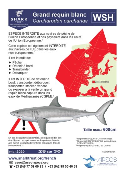 Réglementation grand requin blanc (<em>Carcharodon carcharias</em>)
