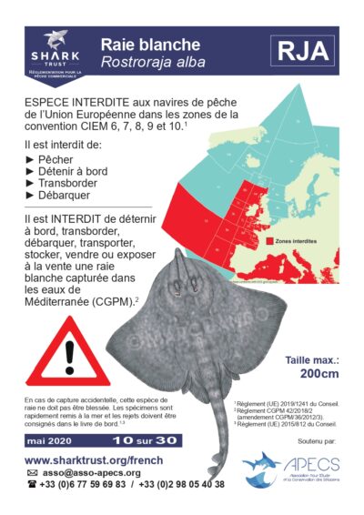 Réglementation raie blanche (<em>Rostroraja alba</em>)