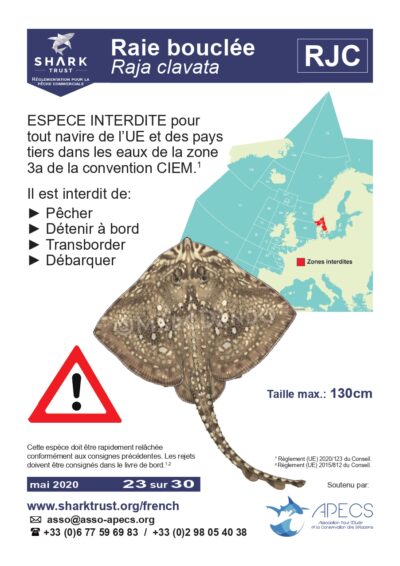 Réglementation raie bouclée (<em>Raja clavata</em>)
