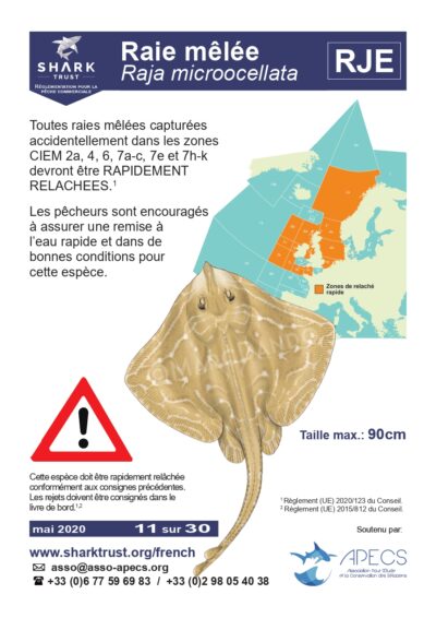 Réglementation raie mêlée (<em>Raja microocellata</em>)