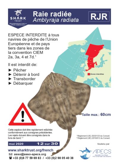 Réglementation raie radiée (<em>Amblyraja radiata</em>)